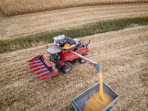 Corn Harvest 67970