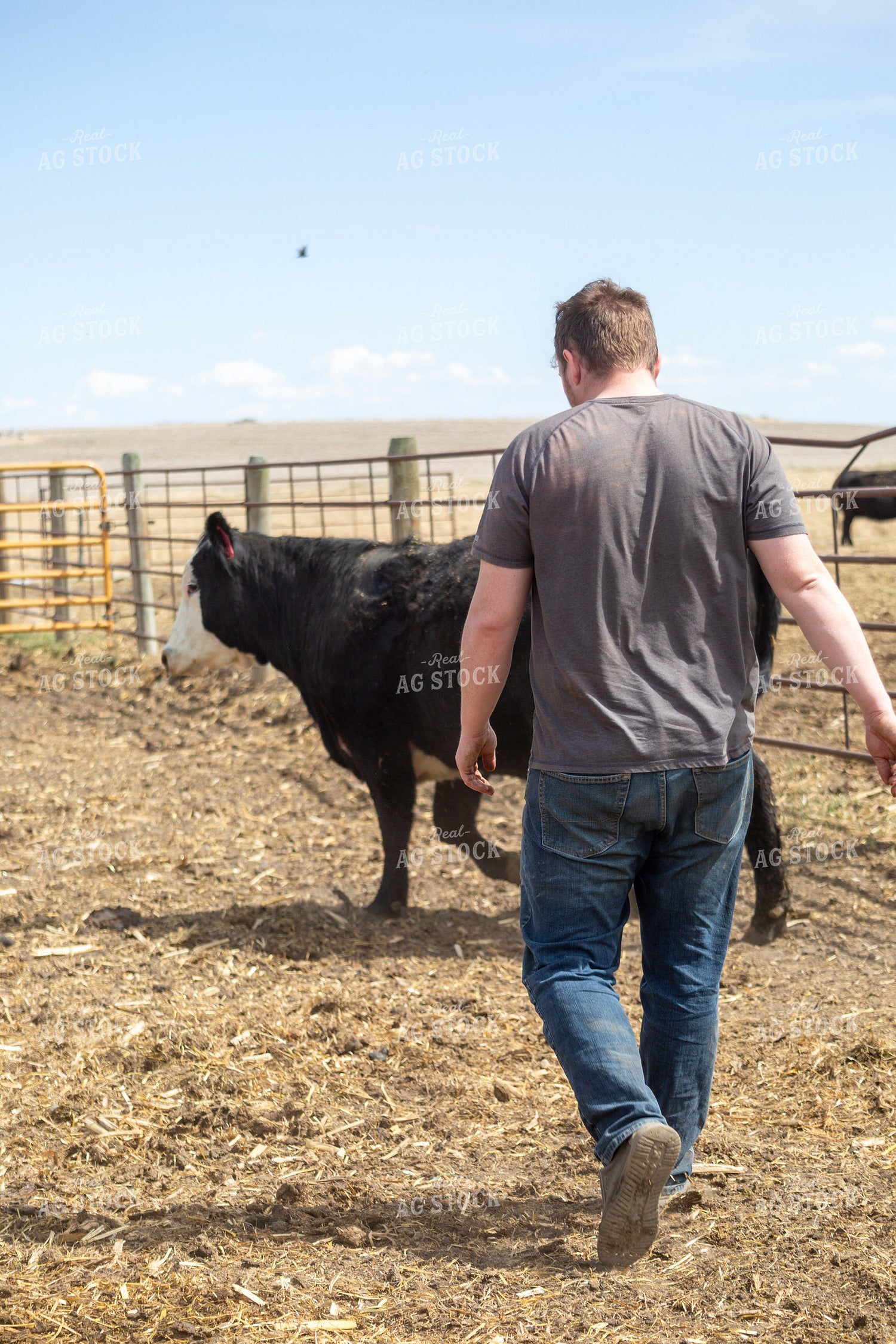 Farmer Checking Cow Calf Pairs 155399