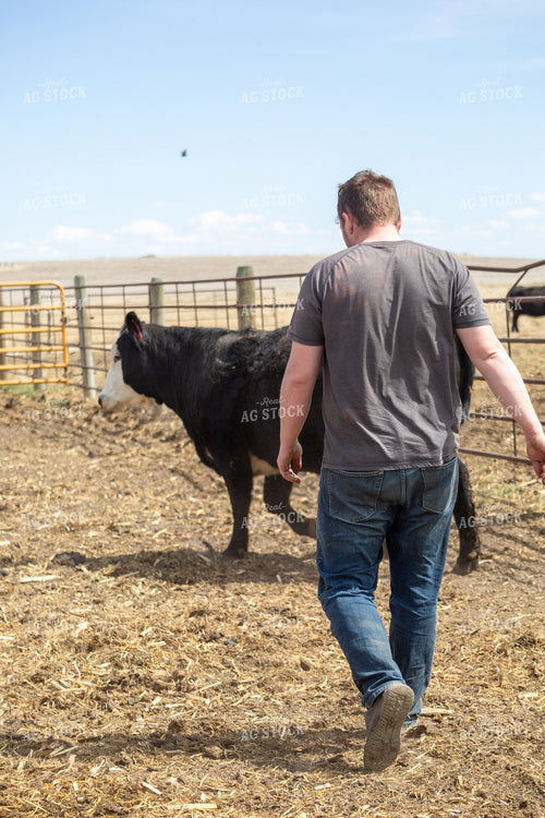 Farmer Checking Cow Calf Pairs 155399