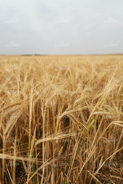 Dried Wheat Field 187250