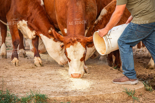 Farmer Feeding Cattle 270601