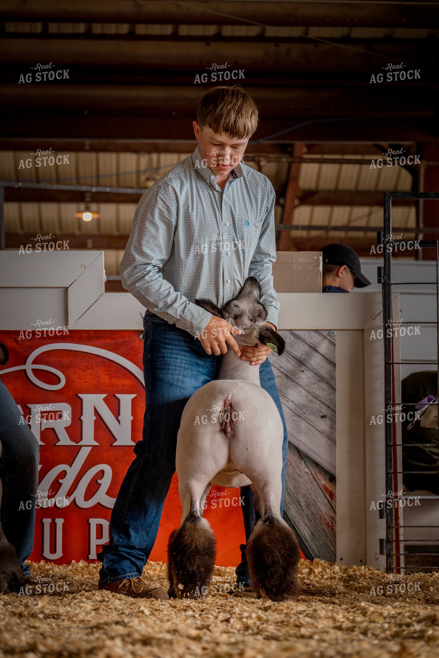 Showing Goats 97173