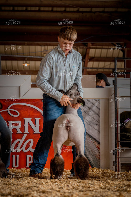 Showing Goats 97173