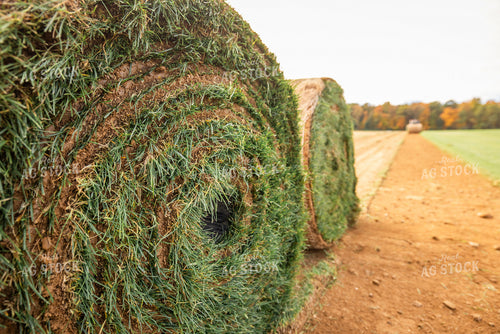 Harvesting Turf 270330