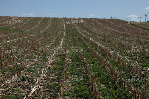 Cover Crops in Corn Stalks 67204