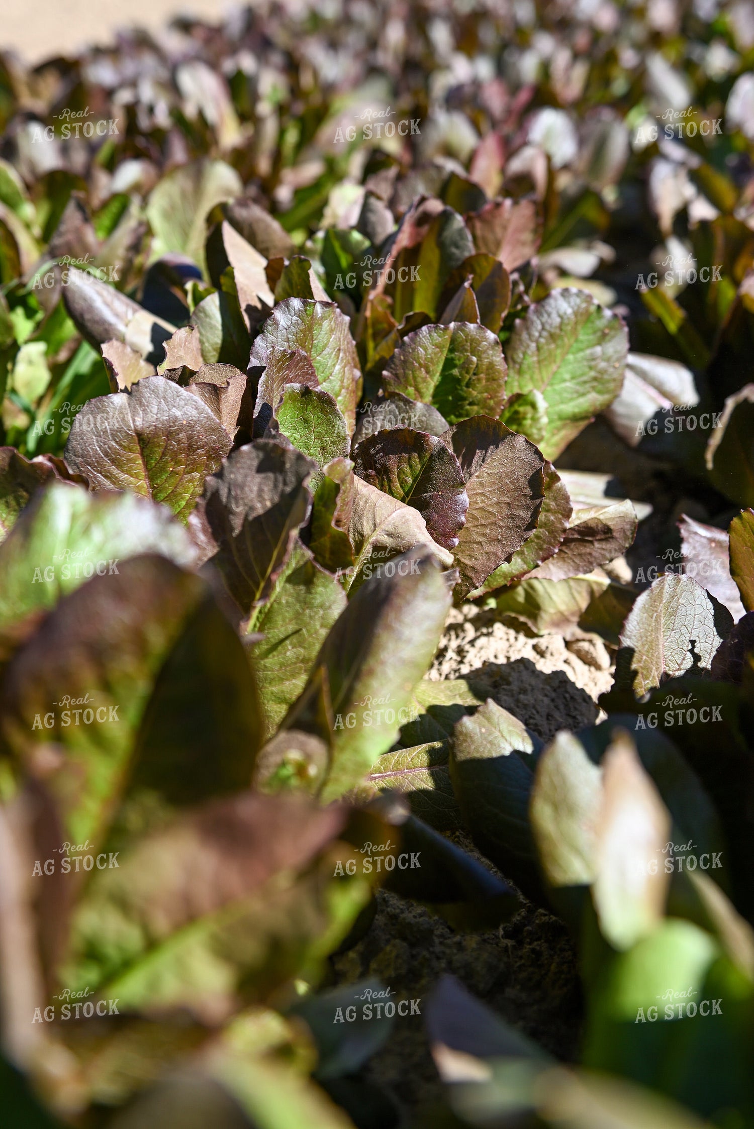Lettuce 236040