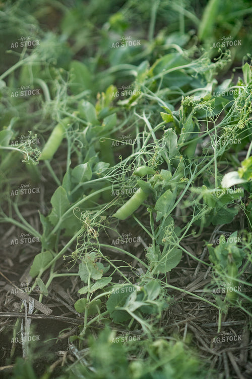 Up Close Pea Plant 76208