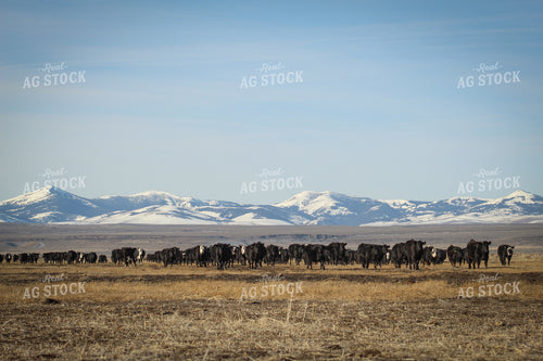 Angus Cow and Calf Pair 78100