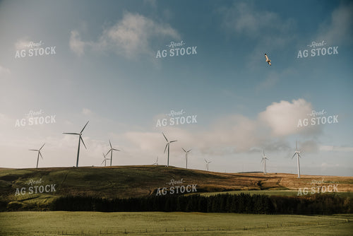 Windmills in Pasture with Sheep 64021