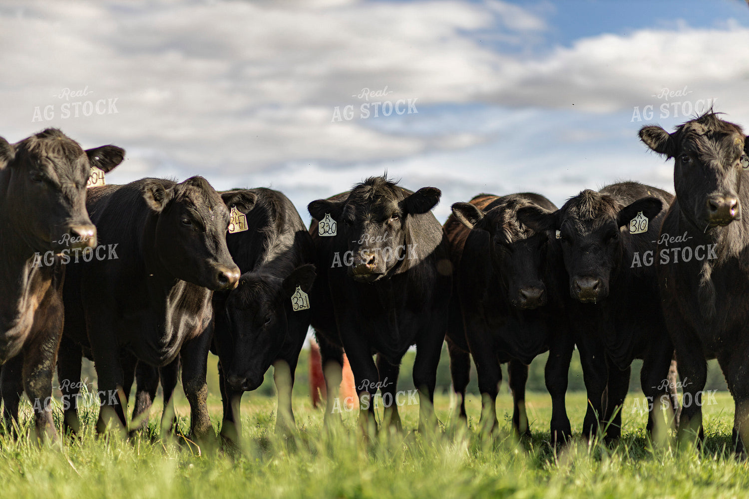 Black Angus Cattle on Pasture 93379