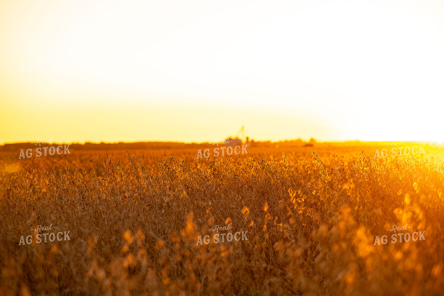 Dried Soybeans at Sunset 136211