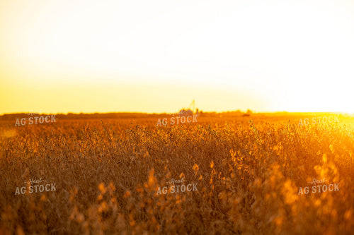 Dried Soybeans at Sunset 136211