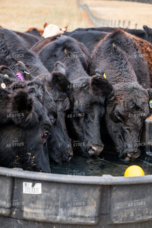 Cattle Drinking Water 192040