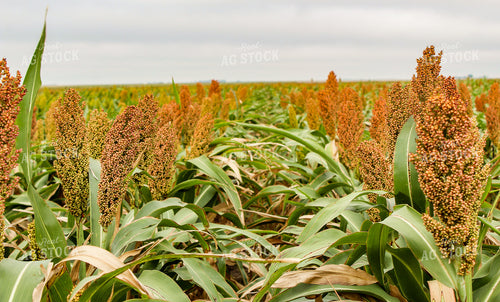 Dough Stage Sorghum 237011