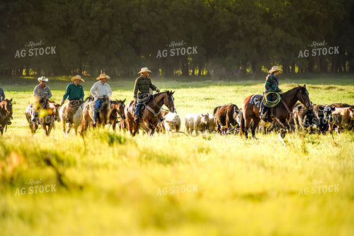 Ranchers Moving Cattle on Horseback 62010