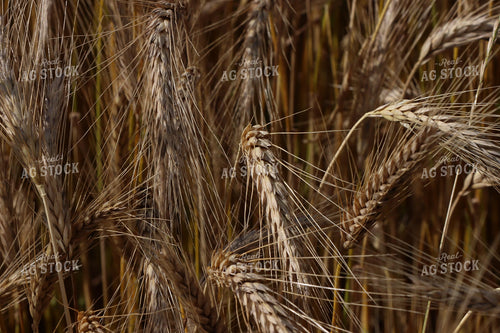 Dried Wheat Field 257005