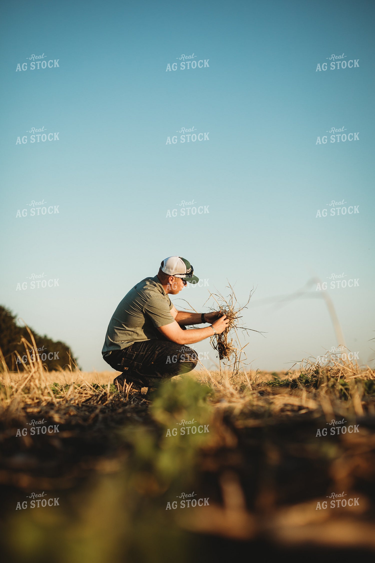Farmer Agronomist with Soil in Soybean and Rye Cover Crop Field 5885