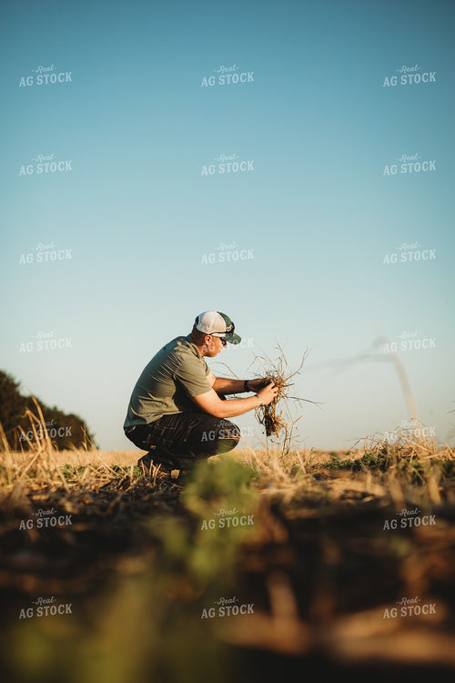 Farmer Agronomist with Soil in Soybean and Rye Cover Crop Field 5885