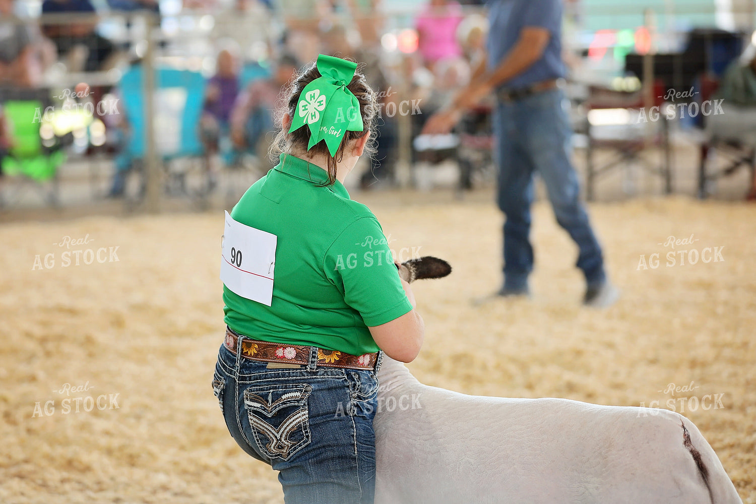 Showing Sheep 127092