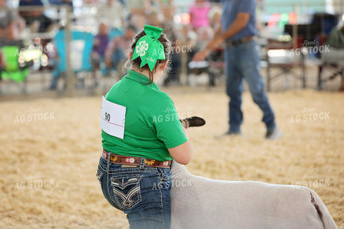 Showing Sheep 127092