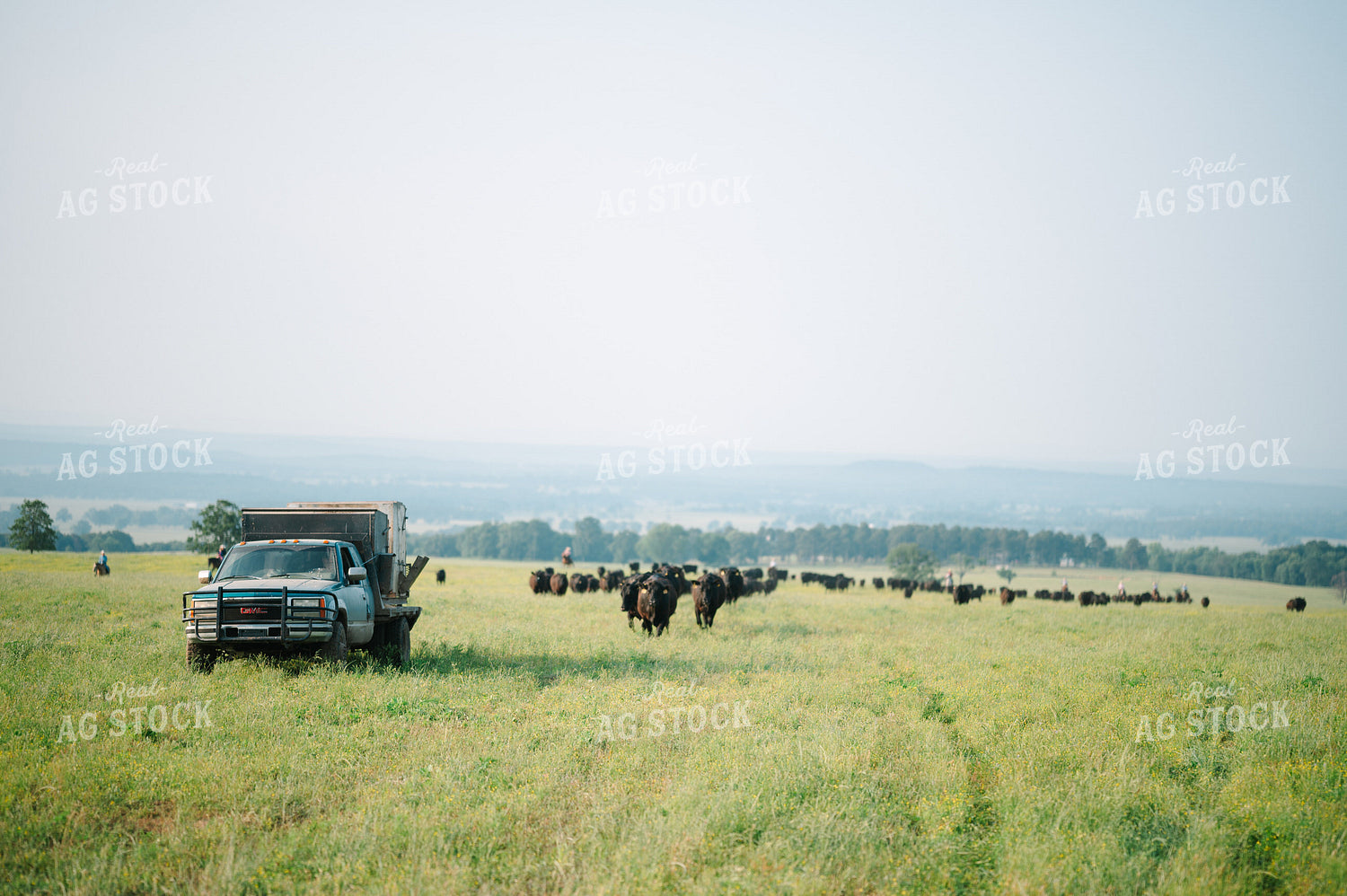 Angus Cattle in Grassy Pasture 125136