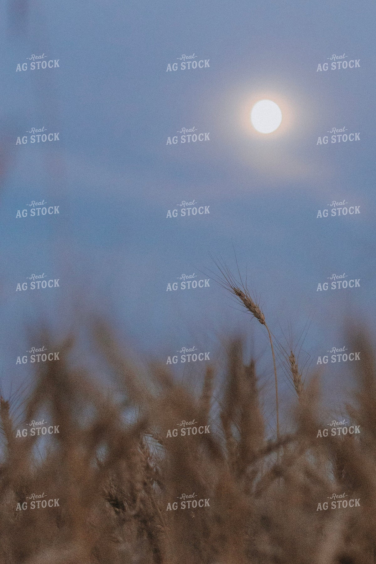 Wheat Field and Moon 187406