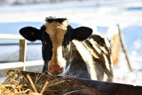 Holstein Cow Eating 120000