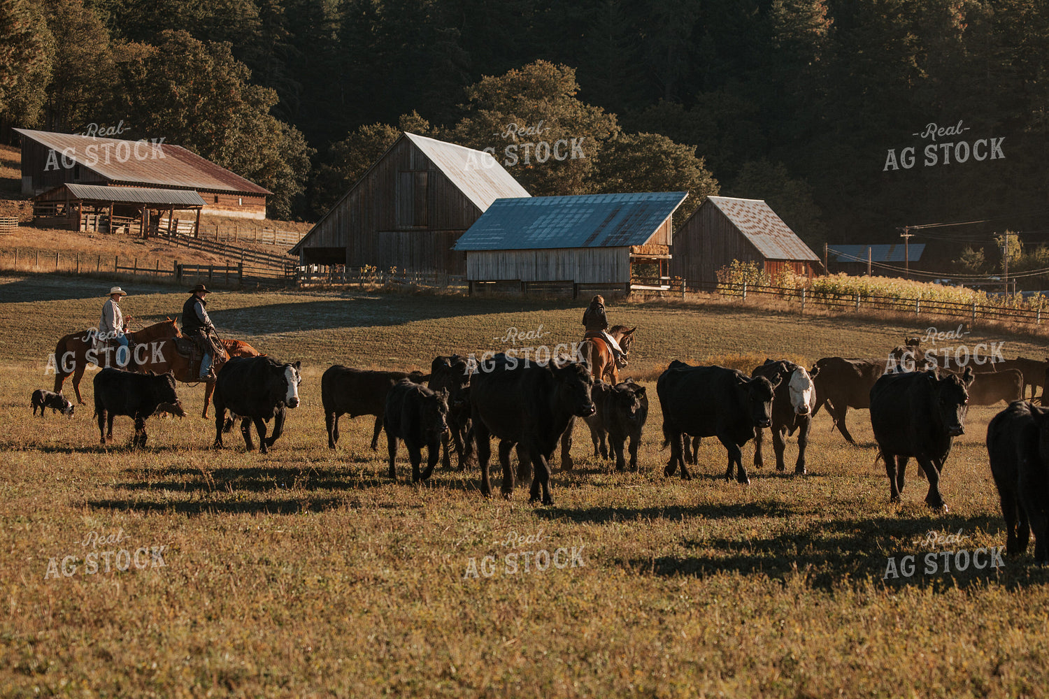 Ranchers on Horseback with Cattle 66049