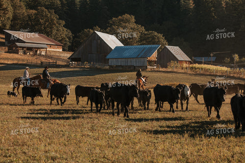 Ranchers on Horseback with Cattle 66049