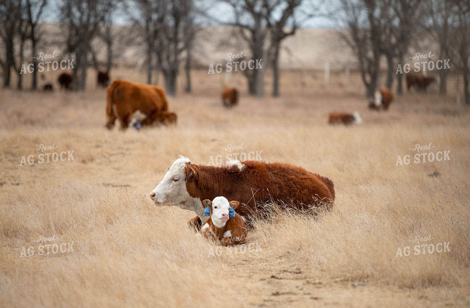 Hereford Cow Calf Pair 212099