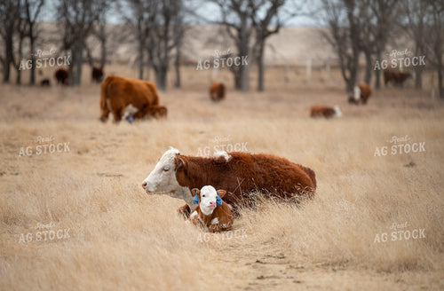 Hereford Cow Calf Pair 212099