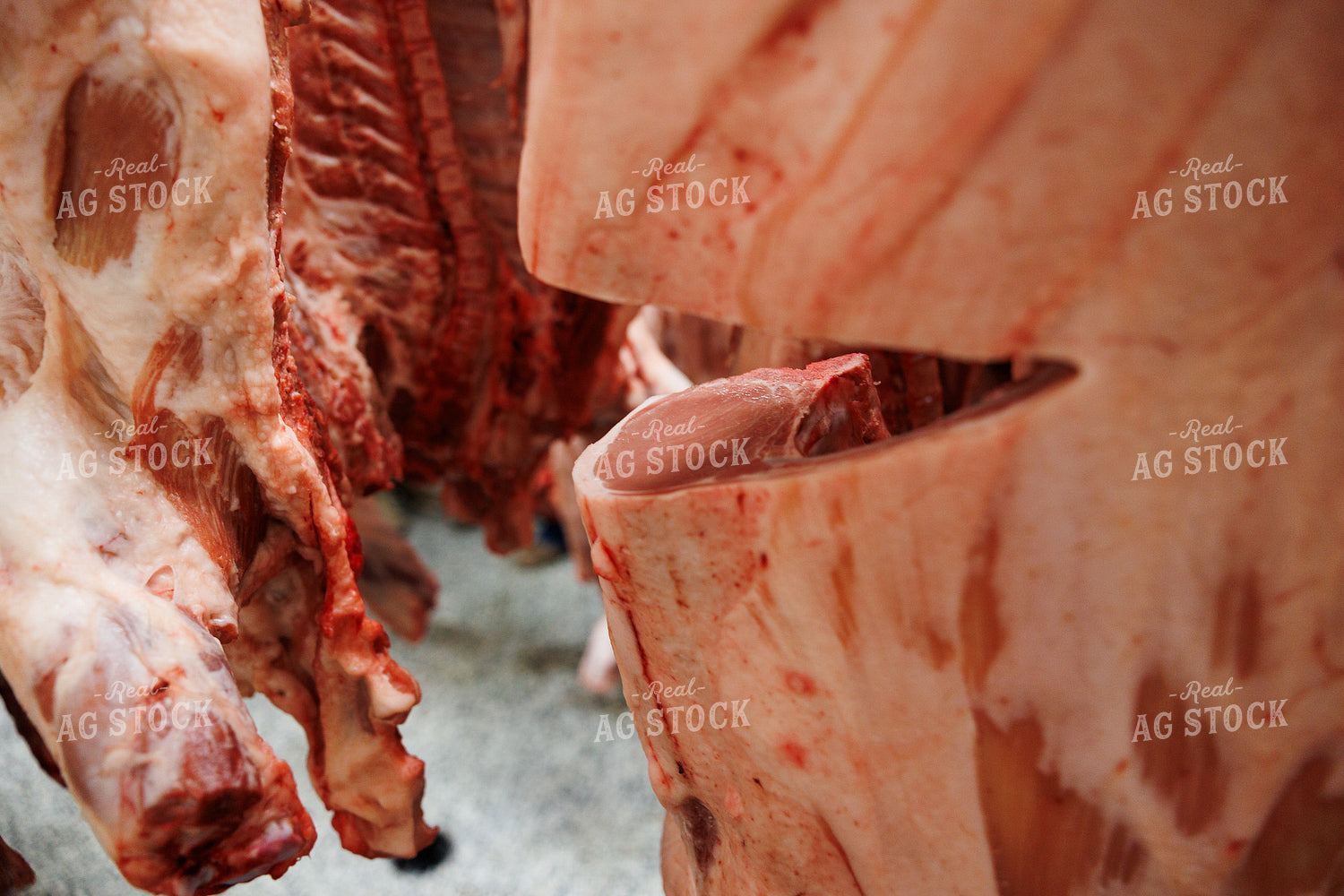 Pork Carcass 52855