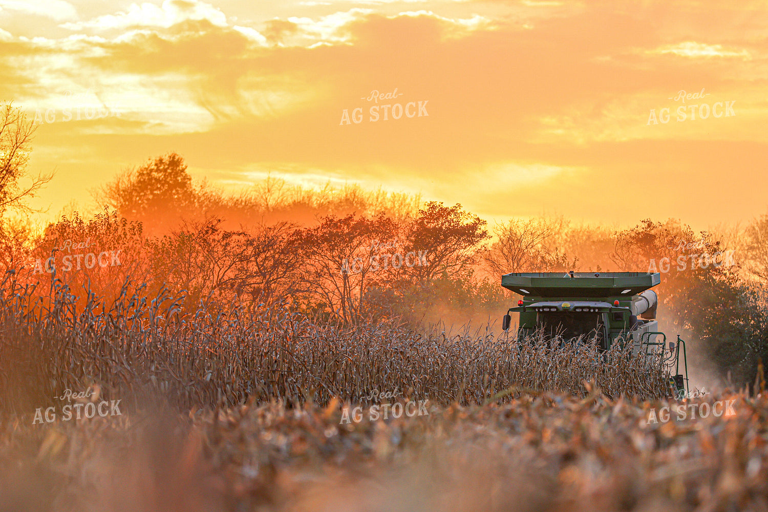 Corn Harvest at Sunset 160377