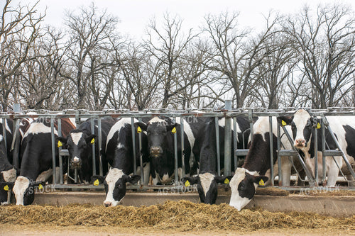 Holstein Cattle Eating TMR 145066