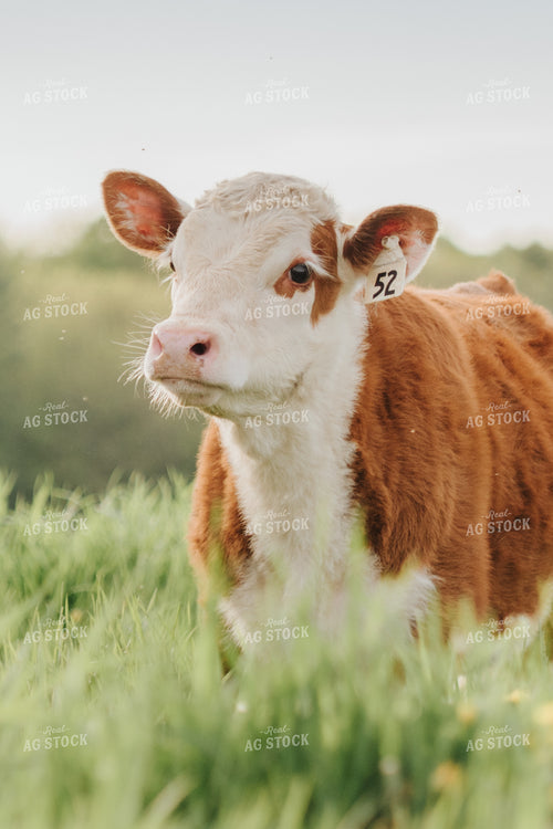 Hereford Calf in Pasture 68095