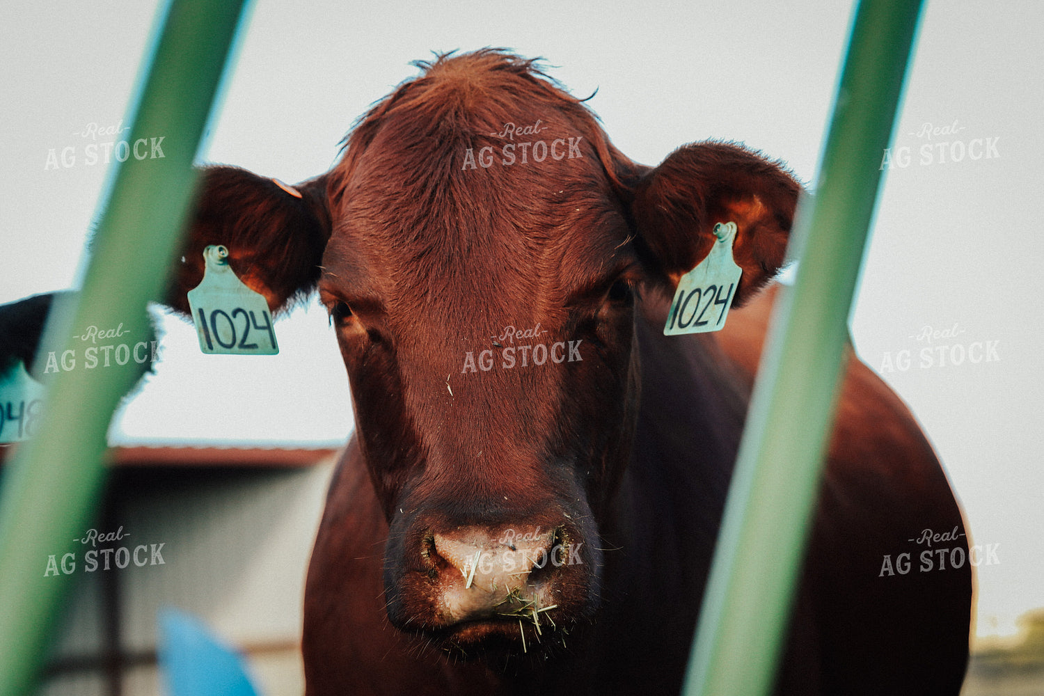 Red Angus Cow 83070
