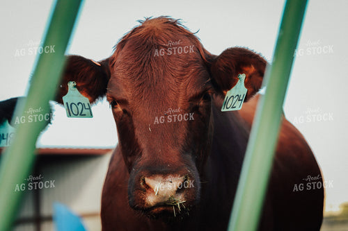 Red Angus Cow 83070