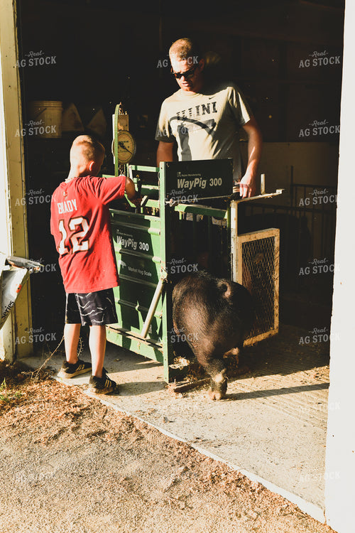 Farmer and Son Weighing Show Pig 86026