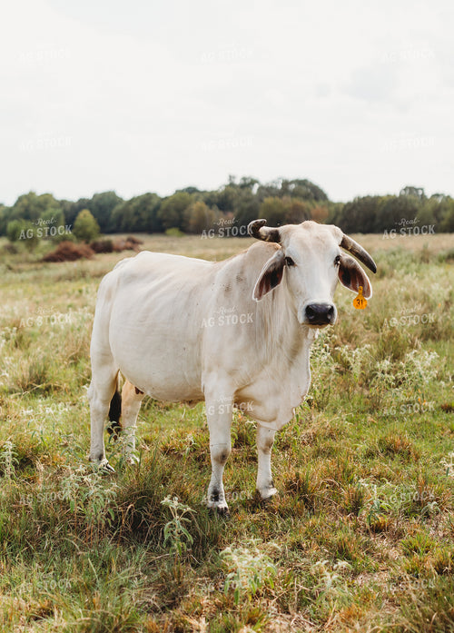 Brahman Cattle 203069