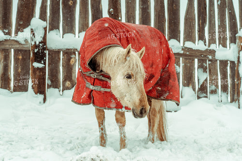 Horse with Winter Blanket 58052