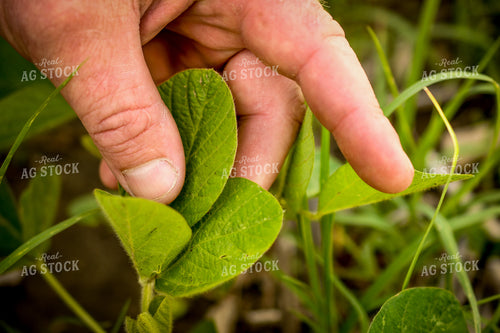 Scouting Early Growth Soybeans 191137