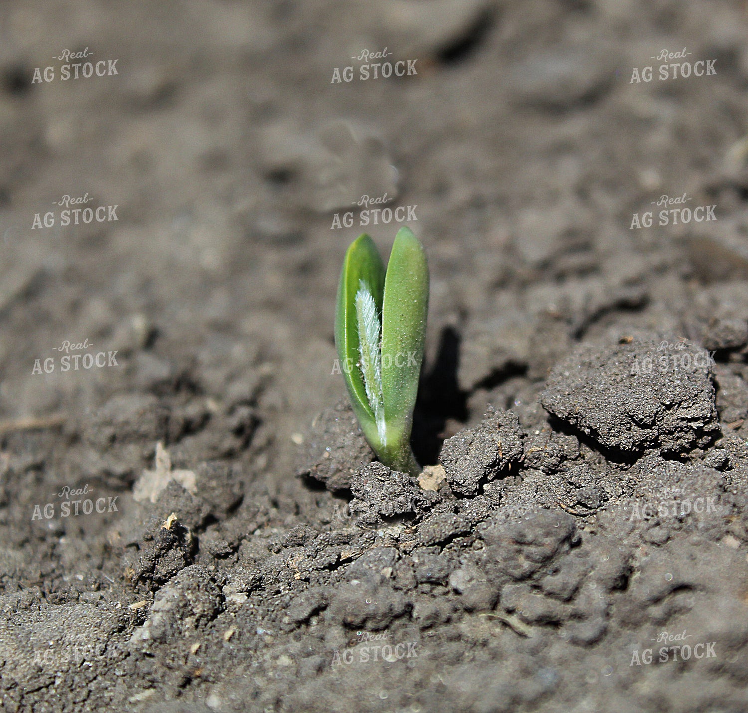 Emerging Soybeans 141553