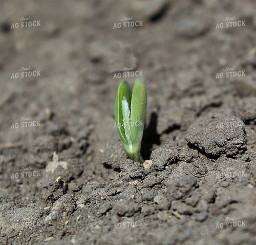 Emerging Soybeans 141553