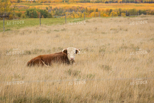 Hereford Cattle on Scenic Pasture 138103
