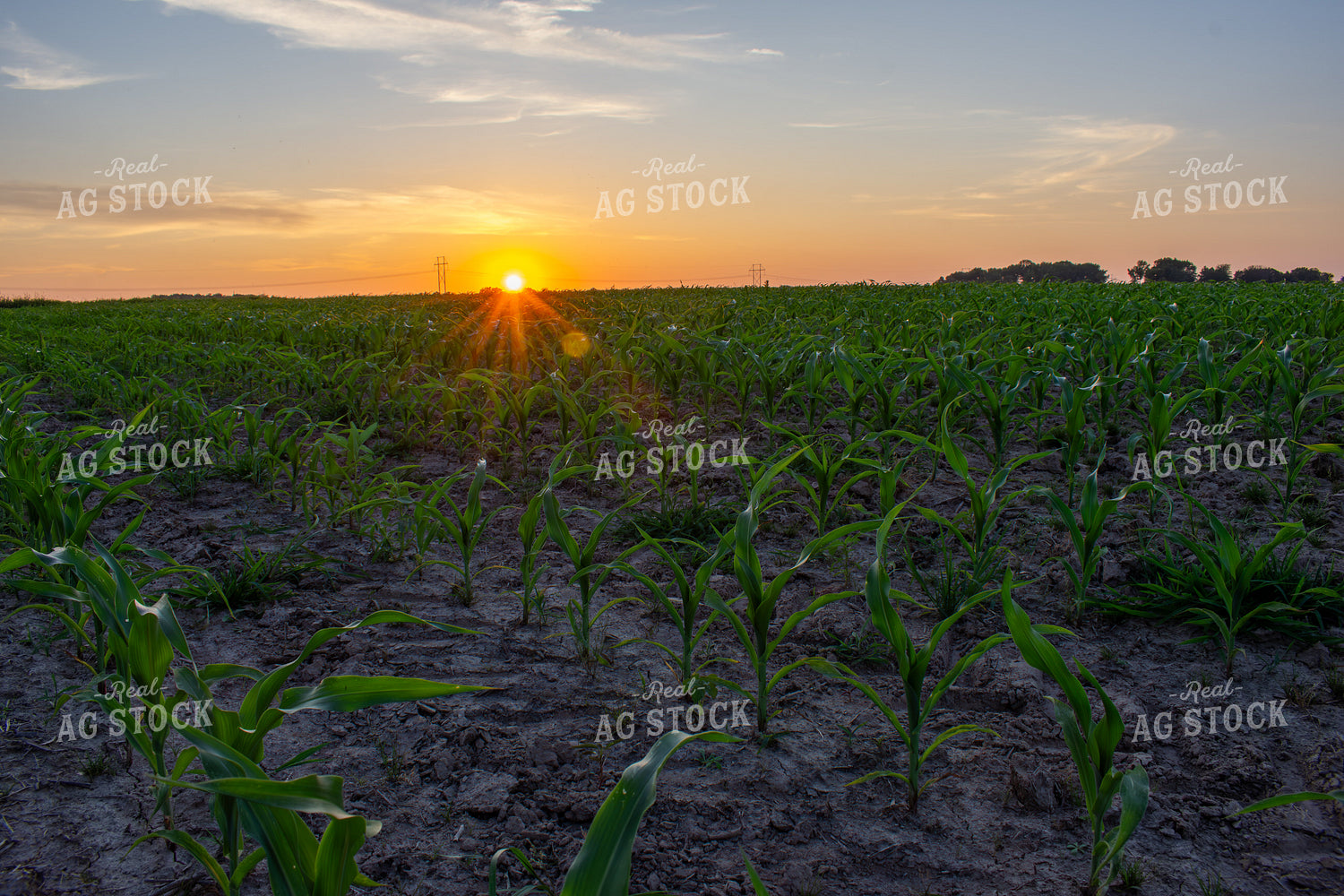 Early Season Corn 156138