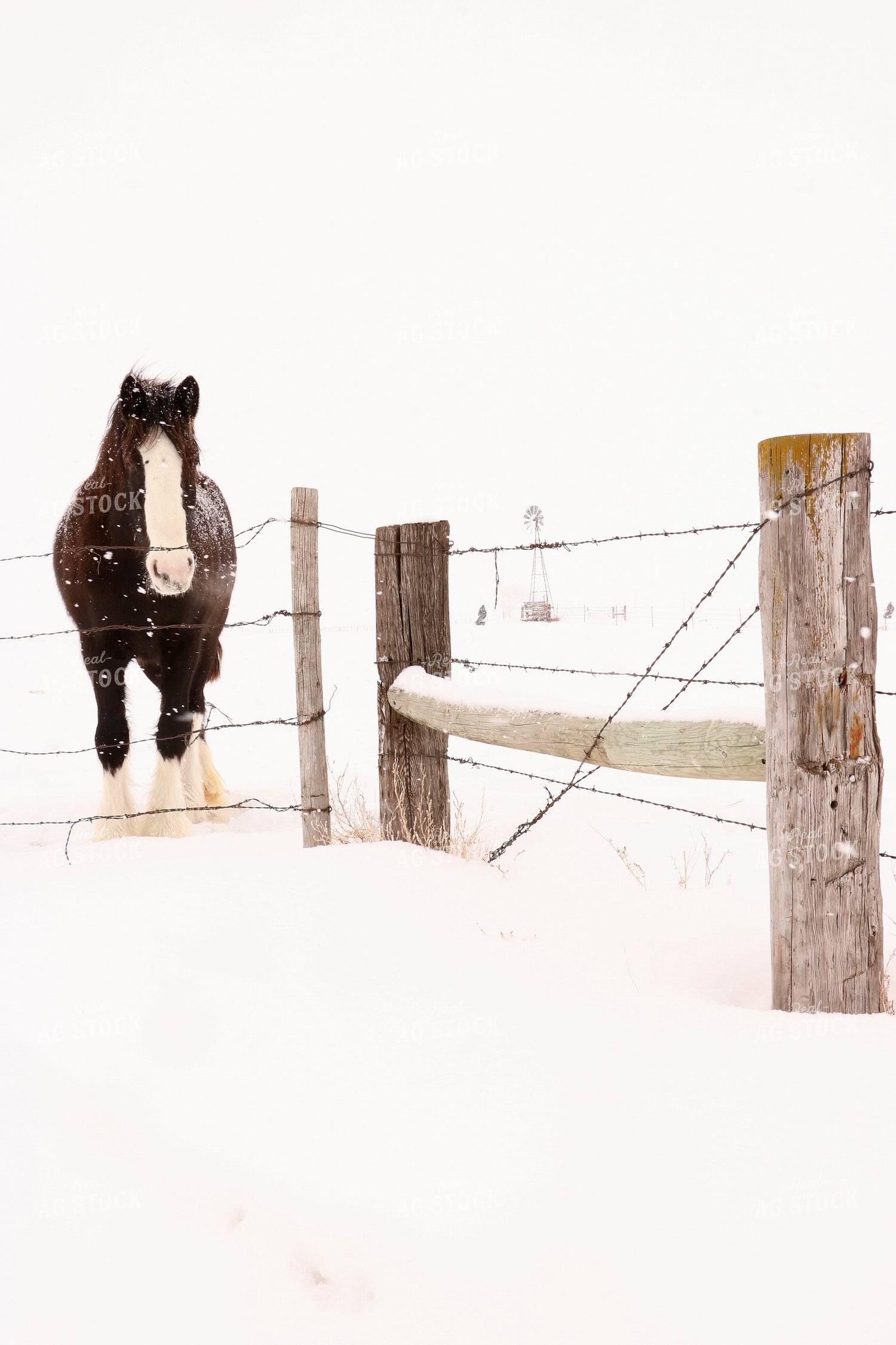 Horse in Snow 299234