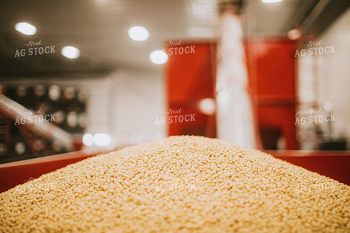 Soybeans Going into Seed Treater 5283
