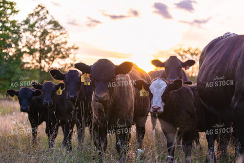 Cattle in Pasture 96010