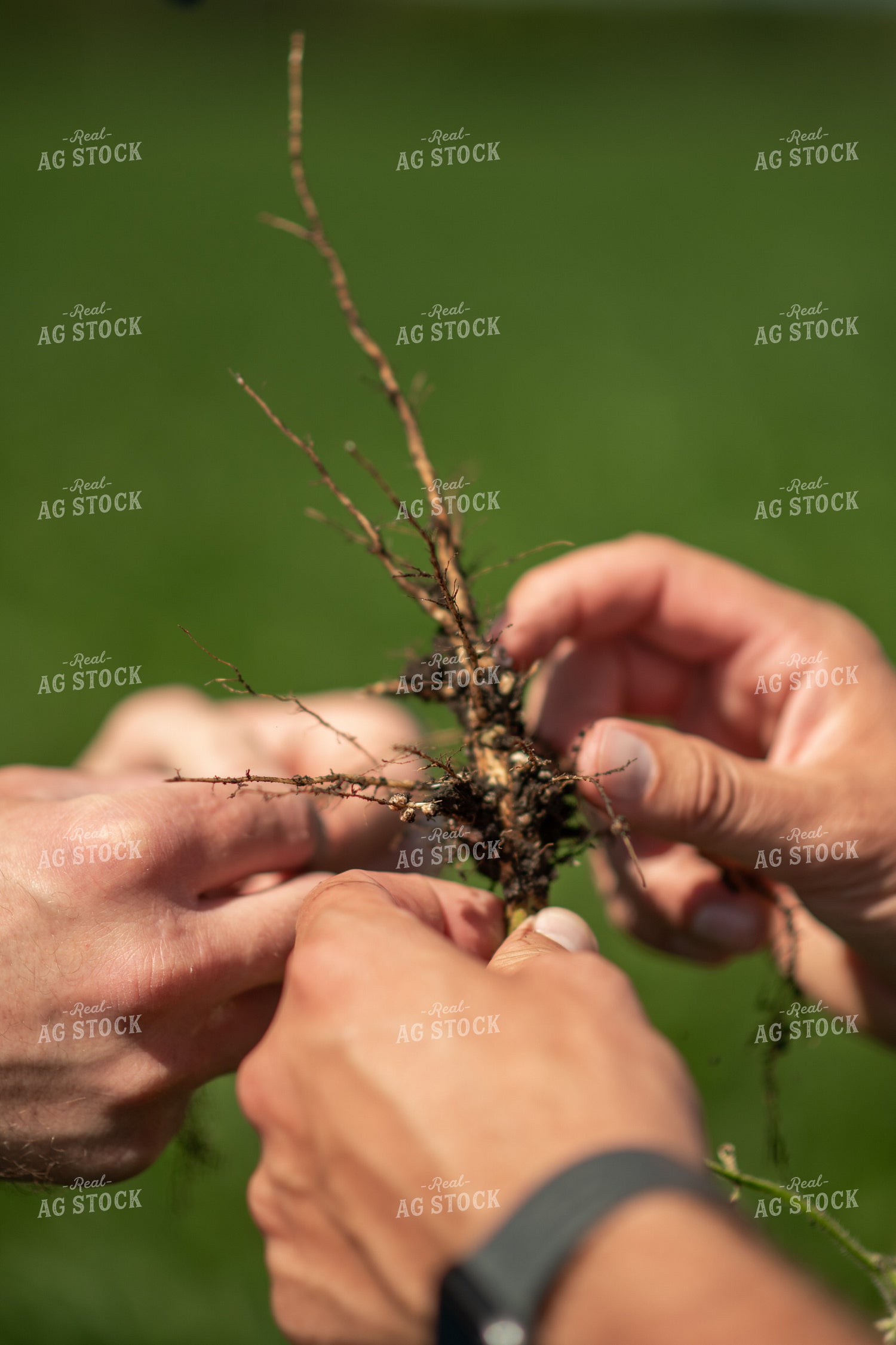 Checking Soybeans 76664