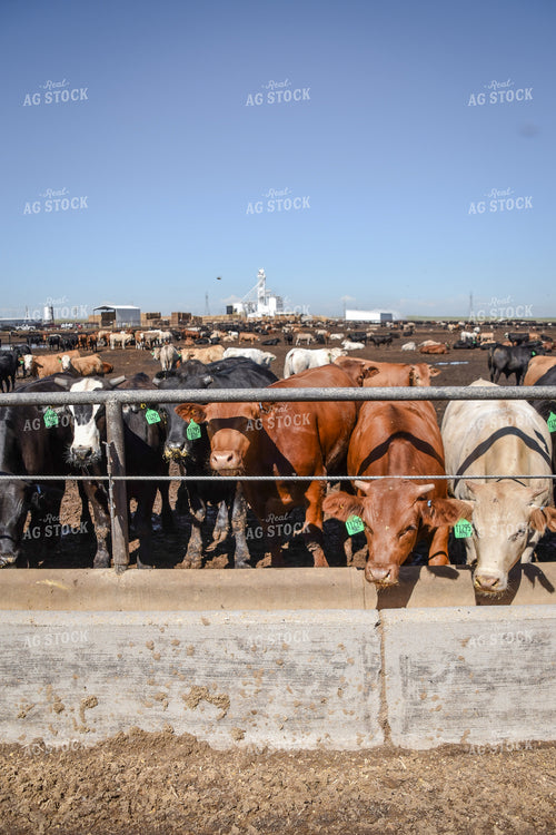 Diverse Cattle Eating From Feed Bunk in Feedlot Pen 56473